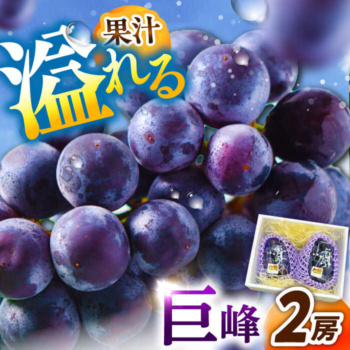 【ふるさと納税】【2026年先行予約】【8月初旬頃から順次発送】 巨峰 溢れる果汁がたまらない！巨峰 2房 約700g ぶどう ブドウ 葡萄 フルーツ 果物 くだもの 贈り物 お祝い 人気 おすすめ ギフト プレゼント 先行予約 島根県雲南市/池田ぶどう農園[AIAA003]