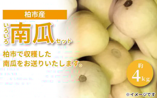 
柏市場直送夏のいろいろ南瓜セット
