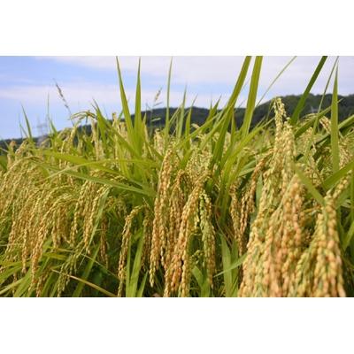 ふるさと納税 魚津市 コシヒカリ白米10kg(5kg×2袋)富山県うおづ産 |  | 03