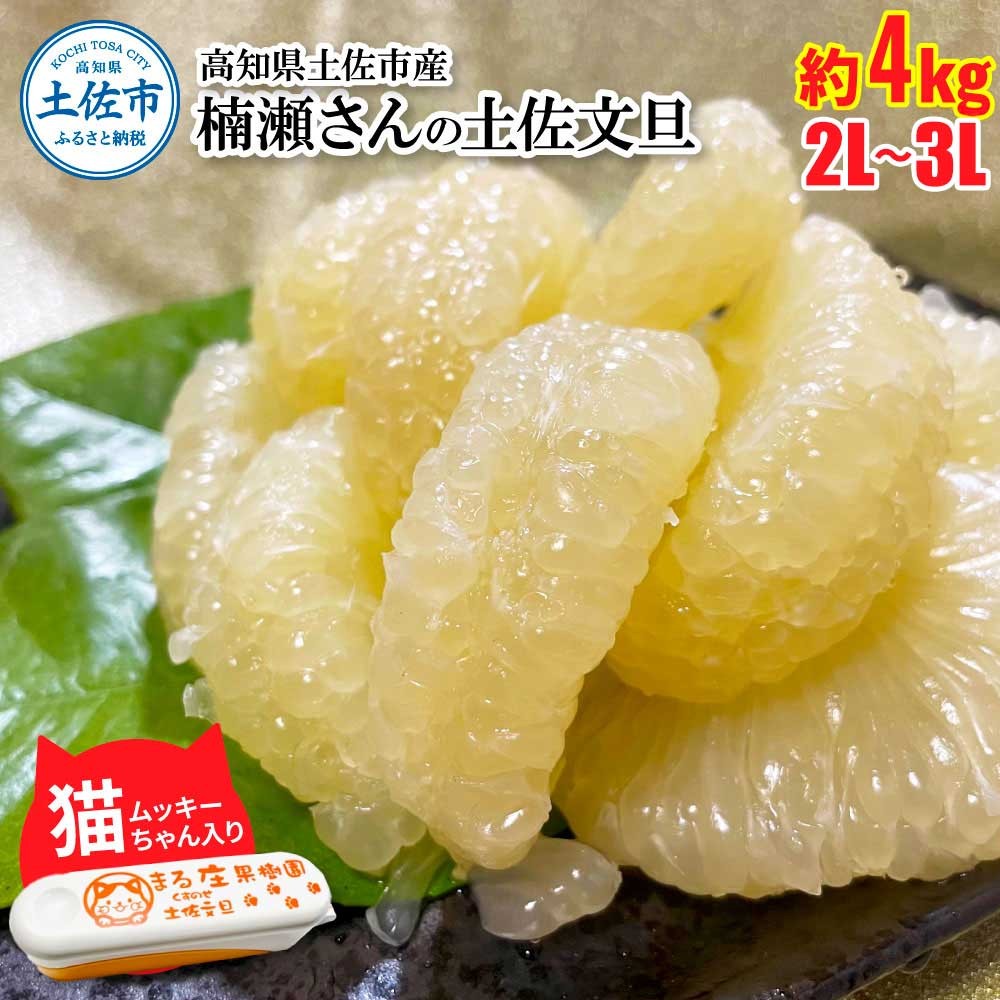 
            楠瀬さん土佐文旦 約4kg 2L~3Lサイズ 猫ムッキーちゃん入り 7玉前後 ぶんたん ブンタン フルーツ 柑橘 みかん 果物 くだもの 柑橘類 デザート 贈答用 プレゼント ギフト 家庭用 国産
          