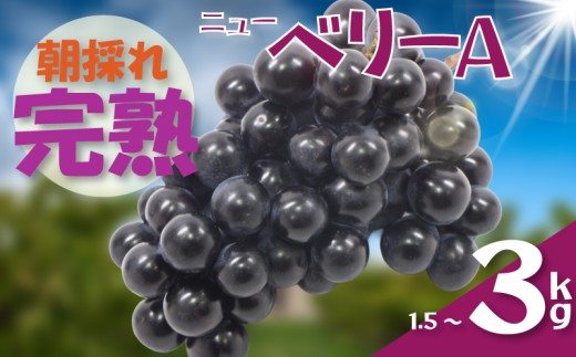 【2026年8月下旬から発送】【先行予約】ニューベリー 3kg 冷蔵 ぶどう 巨峰 フルーツ 福岡県川崎町 竜円農園 先行予約 ぶどう 数量限定 ぶどう