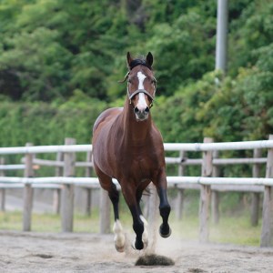 競走馬 競馬 引退後 余生支援 黒潮友馬会 1万円コース 高知 須崎