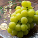 【ふるさと納税】＜先行予約＞ロザリオ・ビアンコ 約2kg1箱（4房～6房） | ブドウ 葡萄 先行予約 葡萄 ロザリオ・ビアンコ 美味しい ぶどう ロザリオビアンコ 新鮮 ぶどう ロザリオビアンコ 愛媛 ブドウ ロザリオ・ビアンコ おすすめ ロザリオ・ビアンコ 送料無料