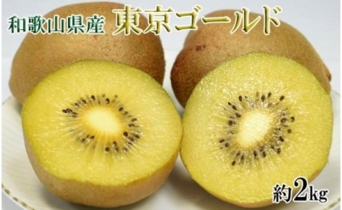 ［数量限定］キウイフルーツの新品種「東京ゴールドキウイ」約2kg（サイズ混合）★2025年11月頃より順次発送［TM57］