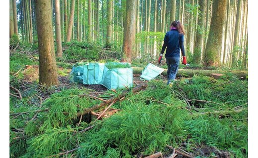 【阿蘇小国杉】小国の森のエッセンシャルオイル 100mlボトル