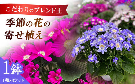 【農園より直送！】季節の花の寄せ植え 1鉢【瀬戸園芸】 花 お花 花 園芸 花 ガーデニング 花  開成町[BDAU001]