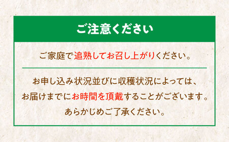 【先行予約】【11月中旬より順次配送】 グリーンキウイ 10kg （約90から100玉） キウイフルーツ キウイ フルーツ ヘイワード 果物 くだもの 愛媛県大洲市/玉川農園[AGBC008]キウイキ
