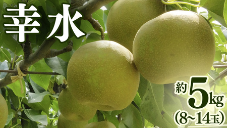 幸水 約 5kg （8～14玉） [BQ019sa]	