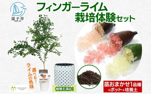 
                  フィンガーライム 栽培体験セット 柑橘 フルーツ 苗 栽培セット 植木鉢 家庭菜園 ガーデニング ワクワクプラント 食育 植育 初心者 植替え済 AIサポート マニュアル付き 体験 神奈川県 逗子市[№5875-0925]
                