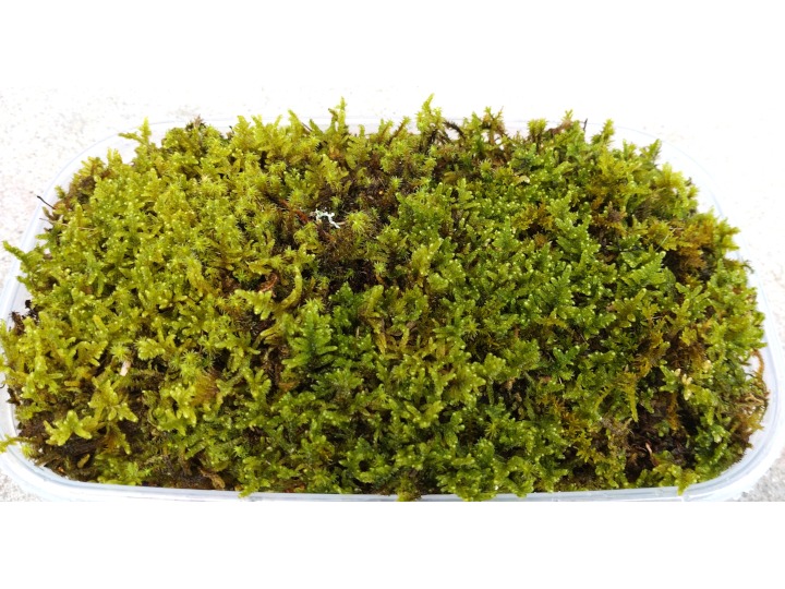 ハイゴケ生苔6シート1セット