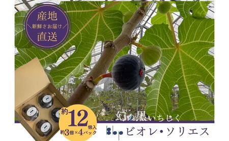 いちご ビオレ・ソリエス 約12個入り フルーツ いちご
