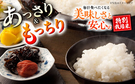 【先行予約】 【令和7年度】 【全6回定期便】 くまさんの輝き 白米 5kg 計30kg（2025年10月下旬ごろ順次発送）【坂本農園】[AYCC029]