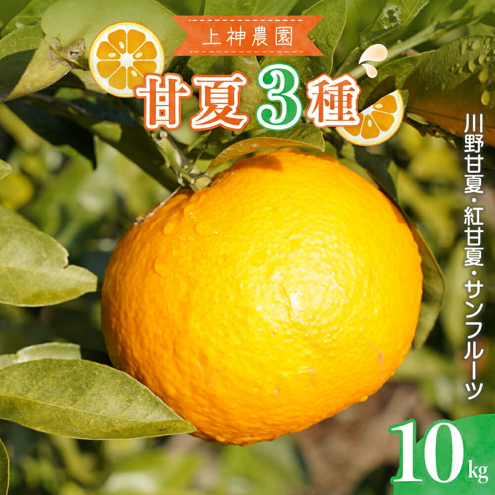 【ふるさと納税】先行予約 上神農園の 甘夏 3種類 詰め合わせ 約 10kg みかん ミカン 甘夏 柑橘 果物 フルーツ お取り寄せ ジューシー 爽やか 甘酸っぱい 品種 サンフルーツ 紅甘夏 川野甘夏 食べ比べ セット フルーツサラダ 樹上 完熟 もぎたて 取れたて 直送 広島県 呉市