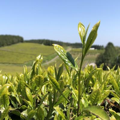 ふるさと納税 水俣市 【毎月定期便】芳醇和紅茶〜Kuu〜空(2g×10個)×5袋セット【ノンカフェイン】全12回 |  | 03