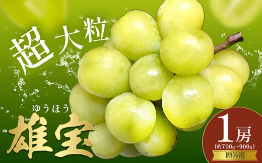 ぶどう 贈答用 雄宝 1房 約700～900g 葡萄 ブドウ ぶどう 大粒 種なし フルーツ 果物 産地直送 新鮮 お取り寄せ ギフト 国産 季節限定 茨城県 結城市《8月下旬-9月下旬頃出荷》會澤ぶどう・キウイフルーツ園 【配送不可地域あり】(離島)