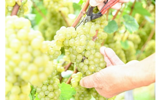 《山形県産ぶどう100％》月山山麓 シャルドネヴィンテージ 白ワイン 辛口 （720ml×６本）　048-E-CK022