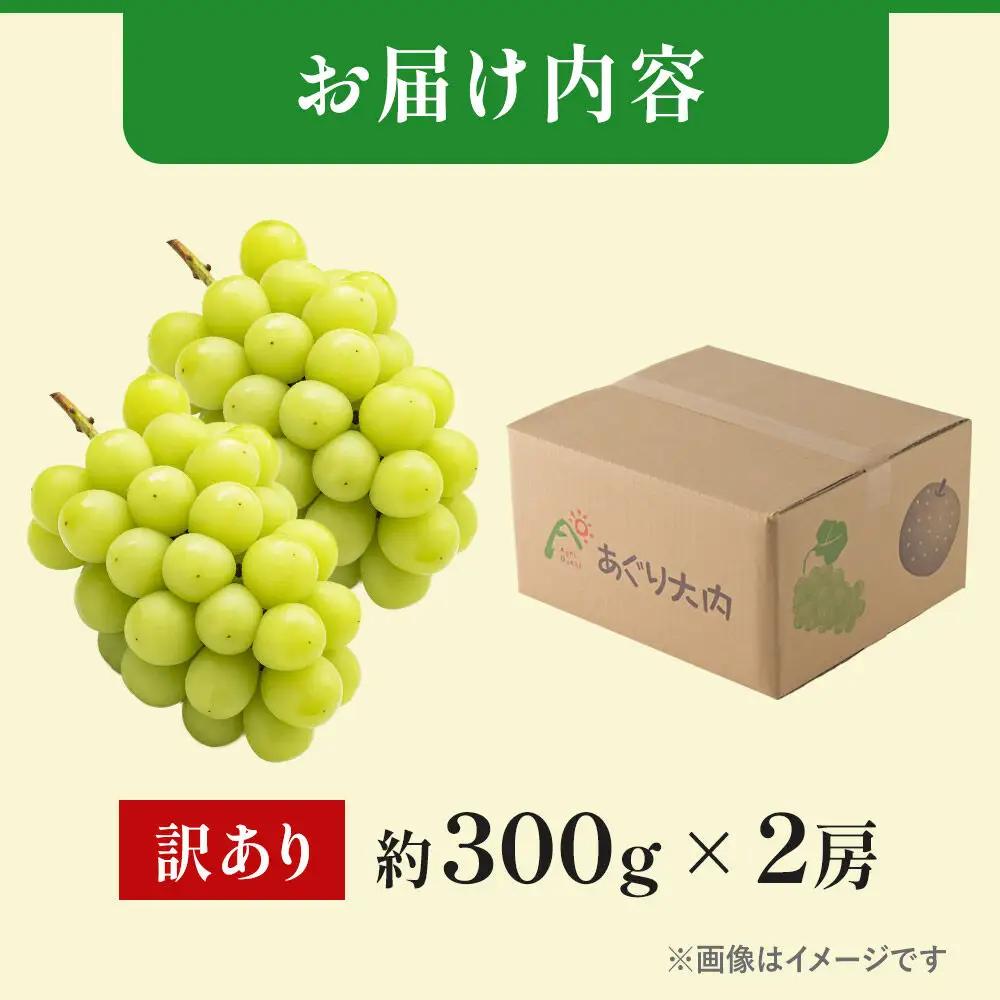 《先行受付》【訳あり】シャインマスカット【社員マスカット】約300g×2房 約600g