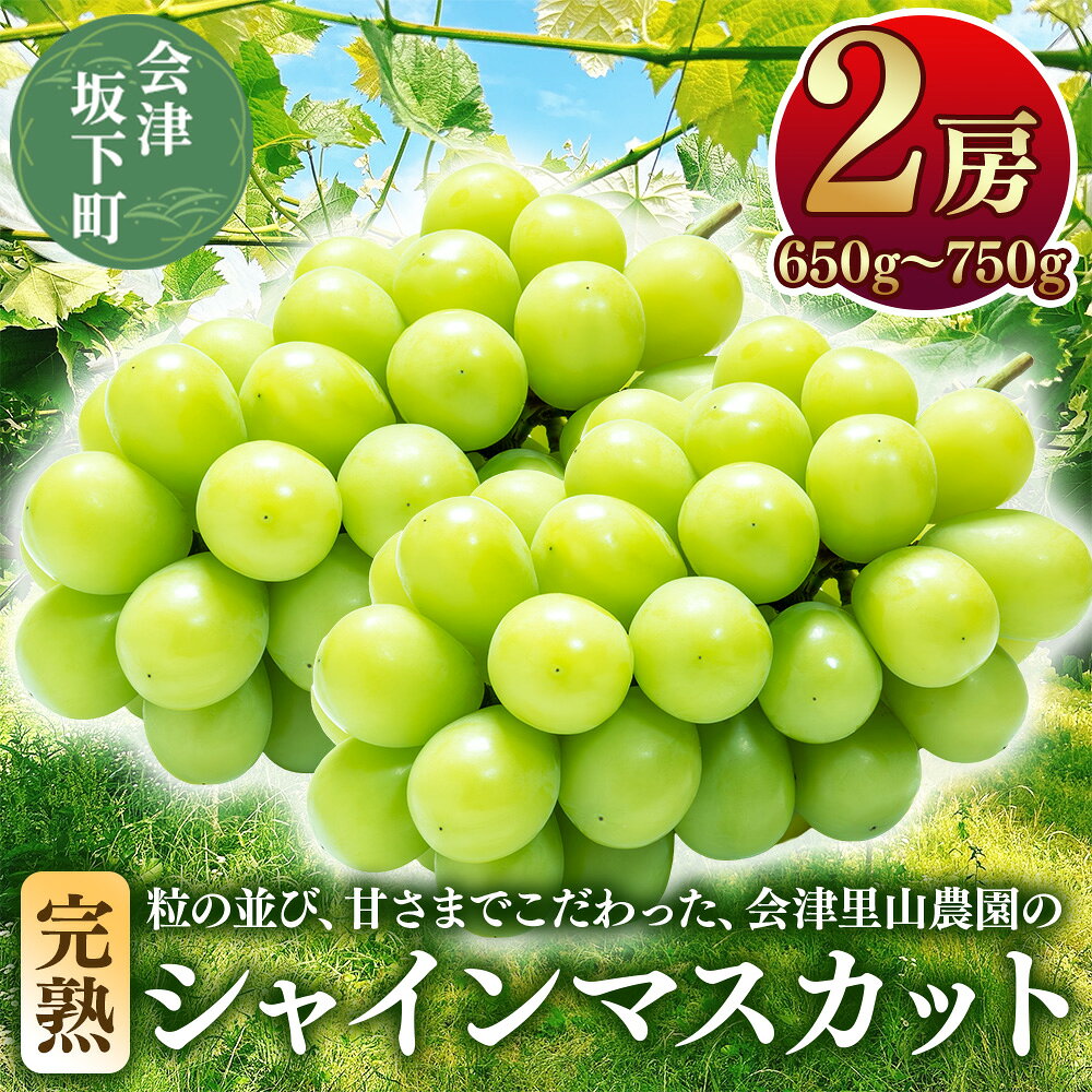 【ふるさと納税】 47-B 【予約開始】 完熟シャインマスカット 650～750g 2房 （会津里山農園） | 福島 フルーツ くだもの 果物 ぶどう 葡萄 ブドウ シャインマスカット 皮ごと 種なし 先行予約 夏 秋 ギフト お取り寄せ おとりよせ ※2026年10月～発送