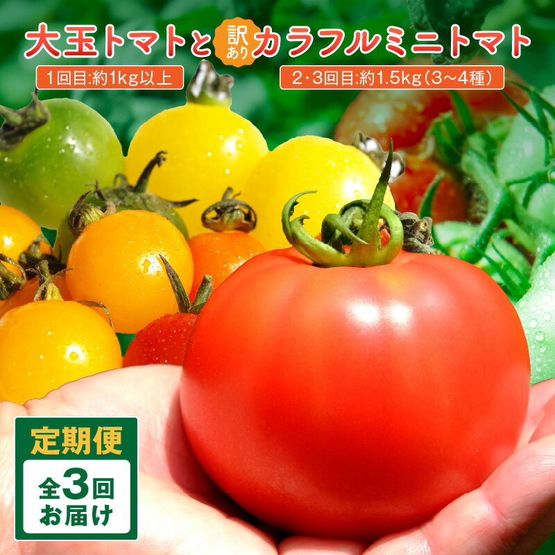 【ふるさと納税】【3回定期便】京丹後産 大玉トマト・訳ありカラフルミニトマト（2026年5月中旬～発送 先行予約 野菜 トマト ミニトマト 大玉 京丹後 京都 定期 定期便 3回 ふるさと納税 トマト 生産者応援 農家応援 送料無料
