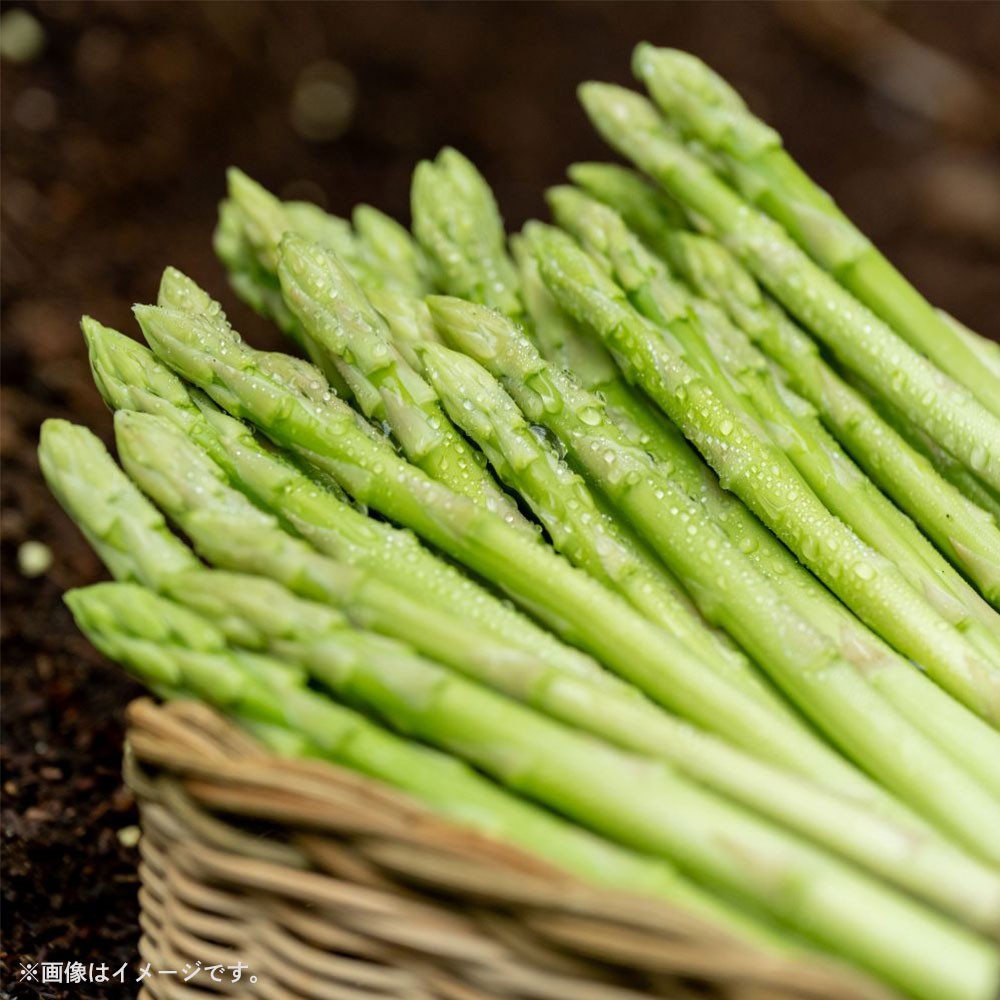 【ふるさと納税】アスパラガス さぬきのめざめ1kg 先行予約［グリーンアスパラ 夏芽 春芽 シャキシャキ食感 冷蔵 国産 野菜 産地直送 フードロス 訳あり お取り寄せグルメ 人気 ギフト 贈答用 取り寄せ アスパラ 送料無料 香川県 三豊市 三豊オリーブ］