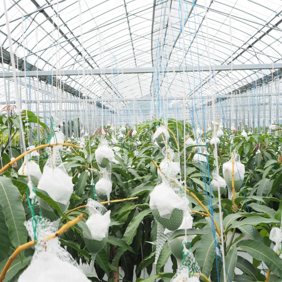 和歌山県産しおさいマンゴー秀品2玉(0.8kg）