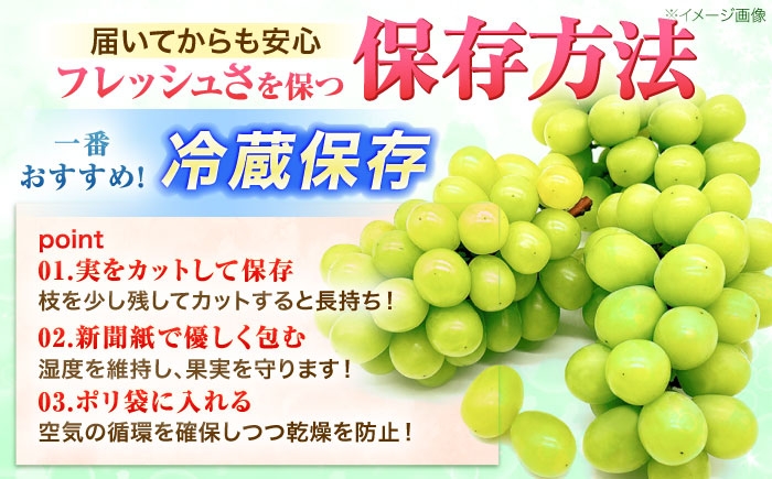 フルーツ フルーツ定期便 果物 果物定期便 くだもの ブドウ ぶどう シャインマスカット マスカット しゃいんますかっと