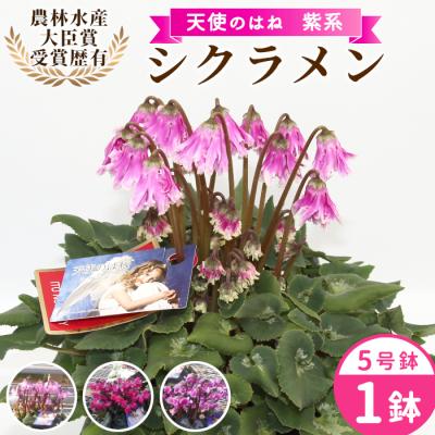 ふるさと納税 設楽町 愛知県産 シクラメン 天使のはね 5号鉢×1鉢 紫系 花 鉢 生花 ガーデニング