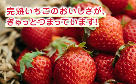 【全3回定期便】【数量限定】 熊本県産 冷凍イチゴ 計1.5kg ( 500g × 3P ) 熊本県産いちご 山都町産いちご 家庭用いちご フローズンいちご いちご国産いちご 熊本県産いちご 九州産い
