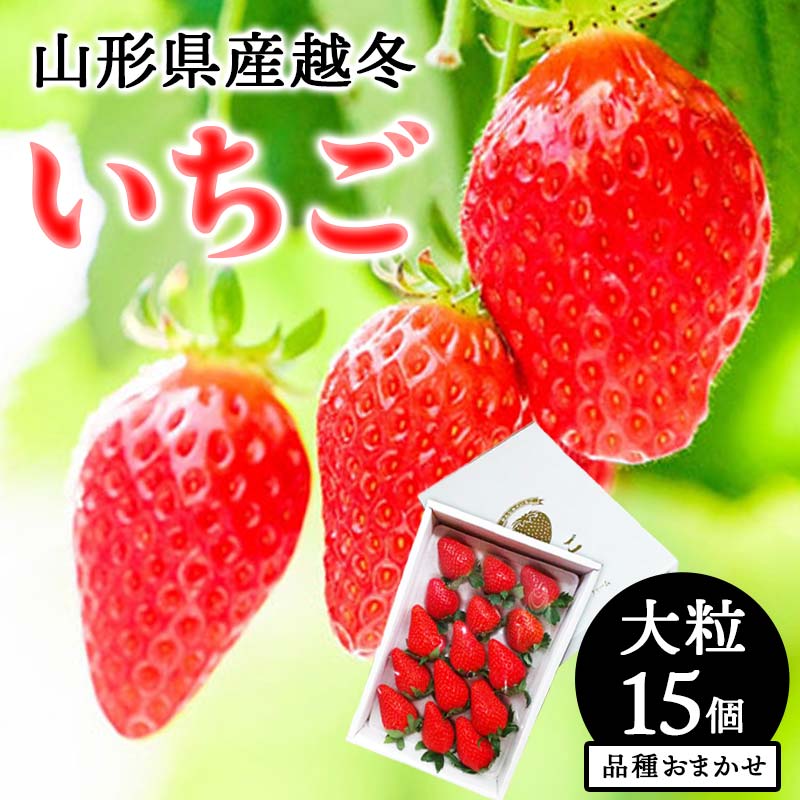 【ふるさと納税】 【令和7年12月上旬発送開始】山形県産 越冬いちご 大粒15個 品種おまかせ いちご イチゴ 苺 デザート フルーツ 果物 くだもの 果実 食品 山形県 FSY-1360