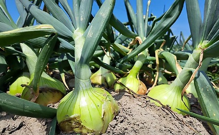 【先行予約！】【野菜ソムリエサミット金賞】淡路島玉ねぎ5kg【仲田青果の淡路島いち玉ねぎ】◆配送６月中旬～翌年２月下旬
