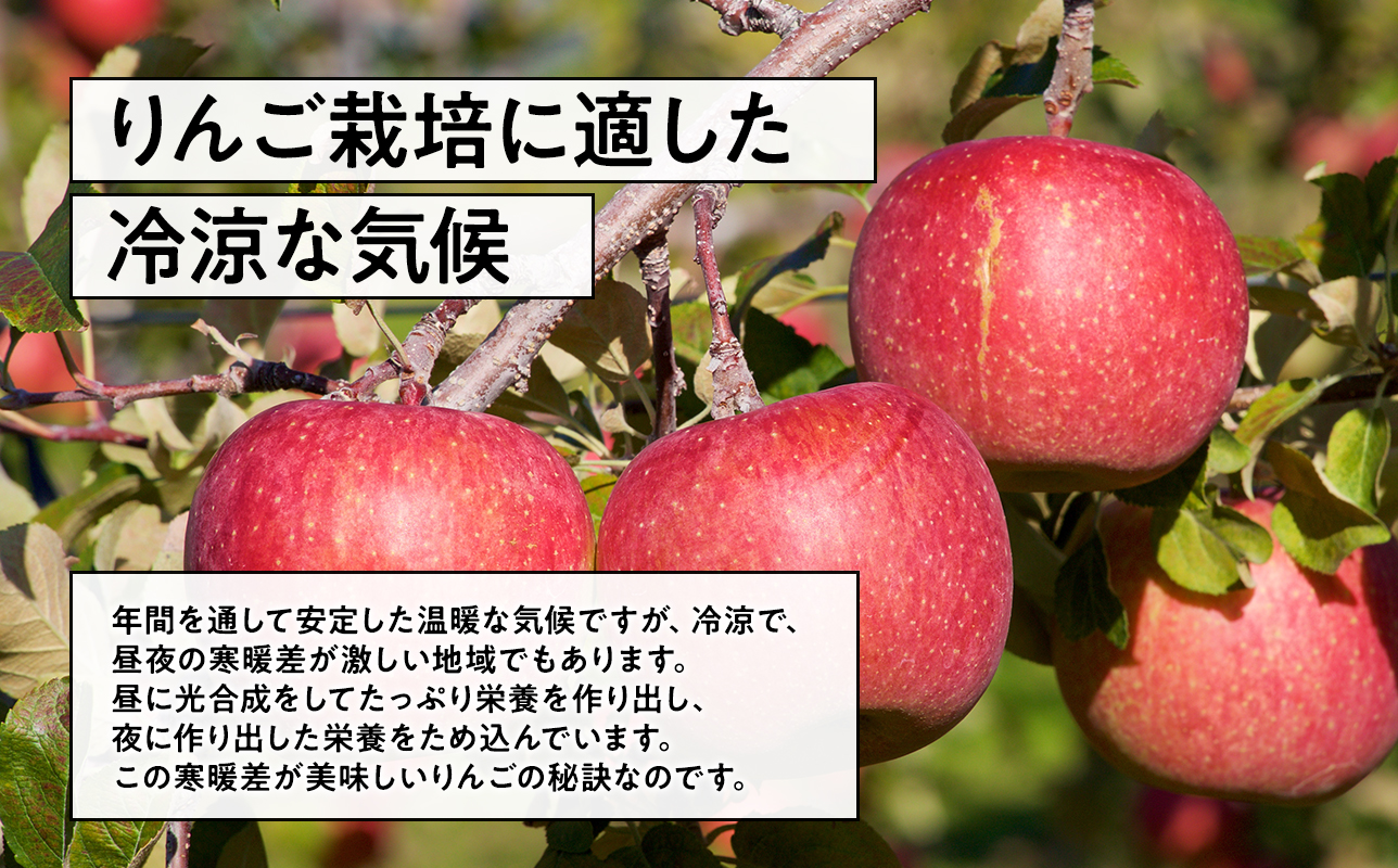 4月 発送【訳あり】家庭用有袋ふじ約2kg