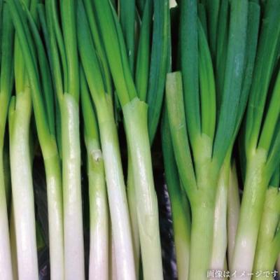 ふるさと納税 糸島市 【全6回定期便】こだわり野菜( 7品前後 )セット+果物[AGE010] |  | 01