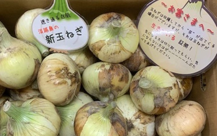 
            【予約受付】新玉ねぎ シャーロットオニオン 10kg　◆配送２月下旬～６月
          