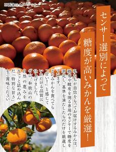 和歌山県 温州みかん 10kg【先行予約】※2025年12月初旬頃～順次発送予定(お届け日指定不可) / みかんみかんみかん 温州 和歌山県 由良町 ﾐｶﾝ【jahd004】
