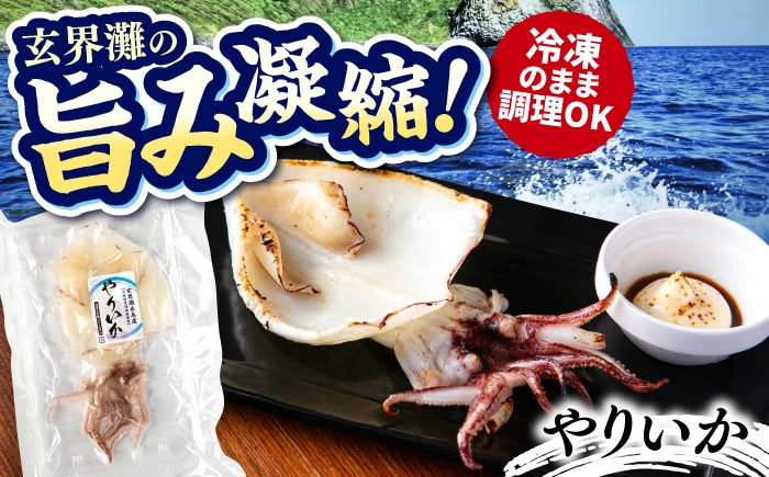 
                  糸島玄界灘産 やりいか 1枚  糸島市 / 有限会社 糸島海産 / イカ / 肴 [AMR010]
                