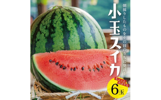山形県産 小玉スイカ 姫甘泉 「ルパン」　7kg以上(6玉入) 朝採り 農家直送 SA2886