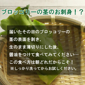  ブロッコリー 8本 2kg 以上 野菜 朝採れ 産地直送 鮮度抜群 サラダ 徳島県 阿波市 