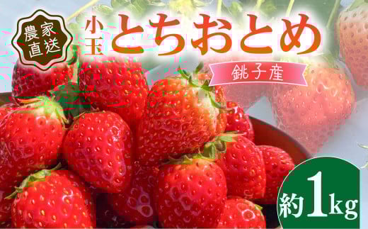 【1～4月発送】 いちご 約1kg とちおとめ 小玉  250g × 4P / こだわり いちご イチゴ strawberry 苺 新鮮 朝摘み 朝採り 産直 産地直送 安心安全 ichigo itigo いちご 苺 果物 フルーツ くだもの ギフト プレゼント 贈物 贈答 ケーキ ふるさと納税 ふるさと納税苺 いちご 千葉県 銚子市 神原いちご園