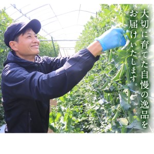 ＜先行予約受付中！2027年1月中旬以降順次発送予定＞ 数量限定！鹿児島県阿久根市産スナップエンドウ (1.5kg) サラダスナップ 国産 鹿児島県産 阿久根市産 えんどう 野菜 豆 エンドウ スナッ