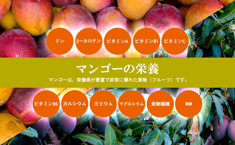【2026年発送】マンゴー家庭用　約１kg 期間限定 数量限定 先行予約 フルーツ 果物 南国 プレゼント お土産 おみやげ ギフト スイーツ 贈答 冷蔵 人気 おすすめ デザート 青果 おきなわ 季