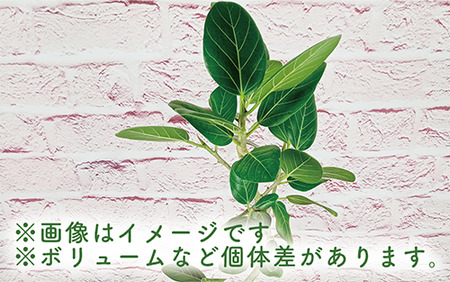 2026年1月中旬～発送 観葉植物 フィカス・ベンガレンシス 80cm～100cm 丸ロング 陶器鉢 T&P 035-1464 観葉植物