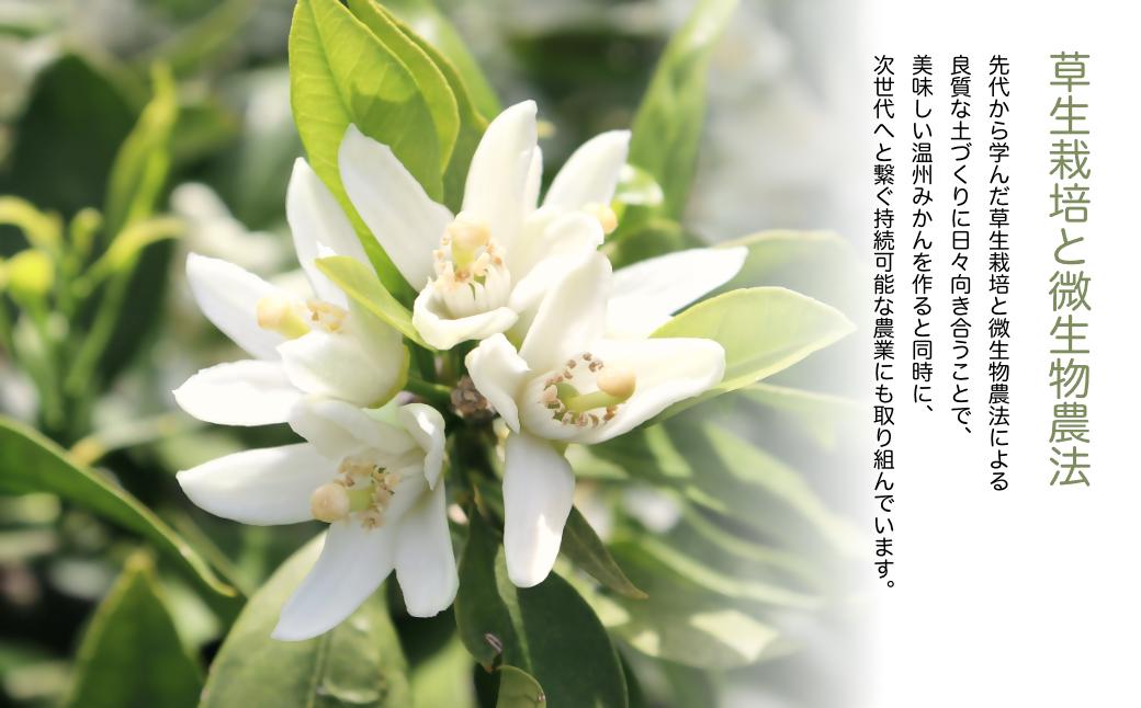 えがおみかん （南柑20号） 5kg みかん 蜜柑 ミカン くだもの 果物 フルーツ 愛媛県 温州みかん  （562-1）