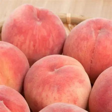 《2026年発送》農家直送 桃名産地 山梨の桃 秀品 約1.5kg ふるさと納税【配送不可地域：離島・沖縄県】【1292060】