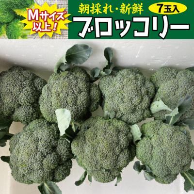 ふるさと納税 普代村 【先行受付】 新鮮 朝採れブロッコリー Mサイズ以上7玉 野菜 サラダ |  | 01