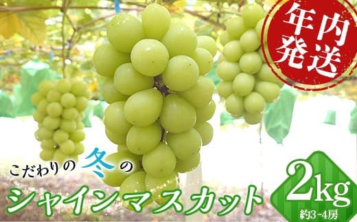 ＼年内発送／ こだわりの冬のシャインマスカット 約2kg 3~4房 F20C-799