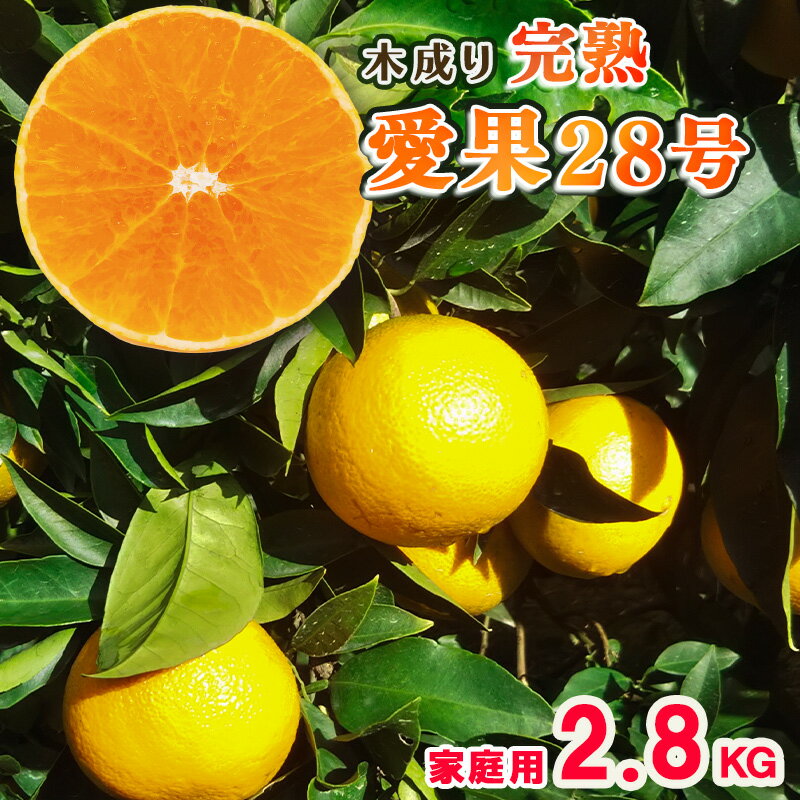 【ふるさと納税】 【1月中旬に発送予定】 甘さ抜群！ 愛果28号 （紅まどんな と同品種）2.8kg 訳あり 家庭用 M から 3Lサイズミックス｜紅マドンナ と同品種 まどんな マドンナ 柑橘 果物 フルーツ あいか 愛果28号 みかん 松山市 愛媛県 松本農園
