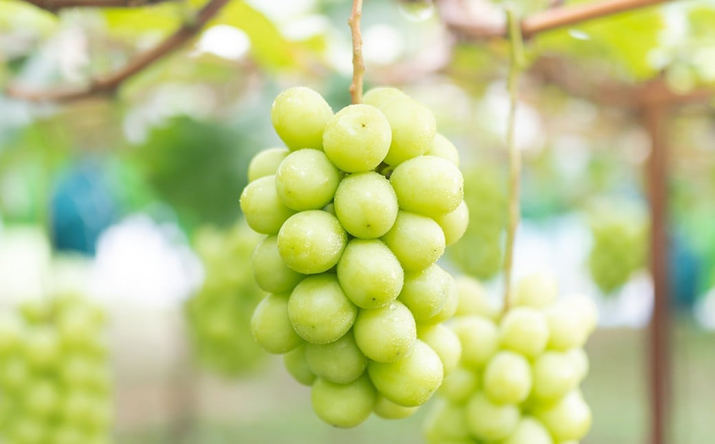 
            ご家庭用 シャインマスカット 3～5房 （2kg以上） 【2026年8月下旬から10月上旬頃発送予定】 ／ くだもの 果物 果実 フルーツ ぶどう ブドウ 葡萄 マスカット 冷蔵 岡山県 美咲町
          