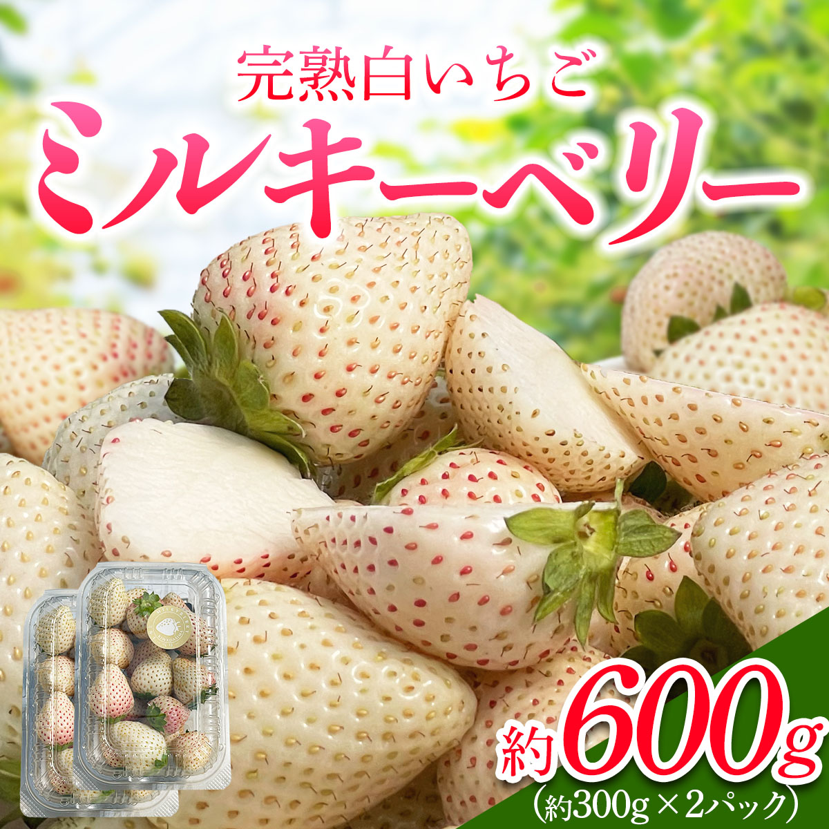 [先行予約] 日光産 白いちご「ミルキーベリー」約300g×2パック 計約600g [2026年1月中旬から順次発送]｜ミルキーベリー いちご イチゴ 苺 果物 フルーツ 日光産 栃木県産 期間限定 数量限定 [0676]