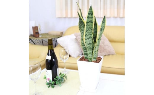 【観葉植物】サンスベリア 5号 スクエアプラスチック鉢 土の表面:ウッドチップ｜観葉植物 インテリア 部屋 おしゃれ 福岡県筑前町 送料無料