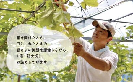 【2026年先行予約】気になる葡萄を試したい！ピオーネ・シャインマスカット・紫苑の3回便(定期便)(岡山県産)【KF-T057-01】